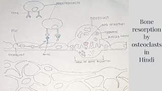 ALVEOLAR BONE  Part I  II Basic Structure Of Bone [upl. by Mellitz]