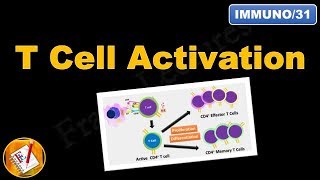 T cell Activation and differentiation FLImmuno31 [upl. by Pegg109]