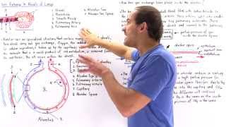 Alveolar Structure and Gas Exchange [upl. by Lankton]