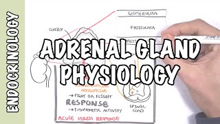 Endocrinology  Adrenal Gland Hormones [upl. by Lomax399]