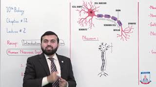 Class 10  Biology  Chapter 12  Lecture 2 Human Nervous System  Allied Schools [upl. by Papst]