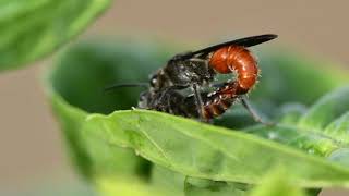 Insect Mating filmed with Micro Lens [upl. by Akimyt714]