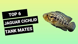 TOP 6 TANK MATES FOR JAGUAR CICHLID  FINDING FISHES [upl. by Yesnikcm]