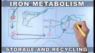 Iron Metabolism  Storage and Recycling [upl. by Eslehc]