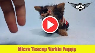 Micro Teacup Yorkie Puppy by PuppyHeavencom [upl. by Kristofer]