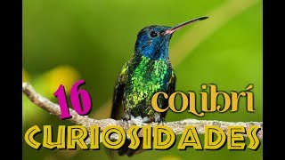 16 ASOMBROSAS CURIOSIDADES DEL COLIBRÍ [upl. by Baruch42]