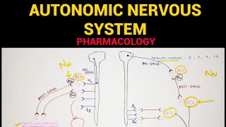 Autonomic Pharmacology  1  Sympathetic amp Parasympathetic Nervous System  EOMS [upl. by Panchito]