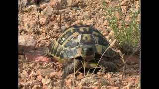 The Hermanns tortoise Testudo hermanni [upl. by Enilemme705]