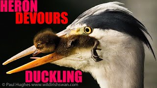 Ducks Lose A Baby To A Heron That Devours The Duckling [upl. by Namaj]