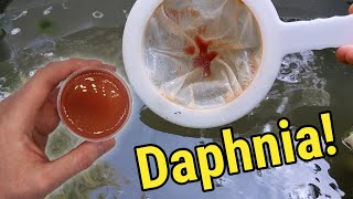 How I Culture Daphnia In Outdoor Tubs [upl. by Nenad51]