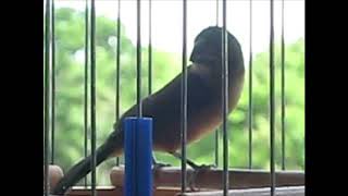 Bullfinch Drawl and Weet Drawl HD Audio [upl. by Padraig]