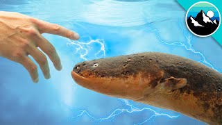 Shocked by an Electric Eel [upl. by Paloma]