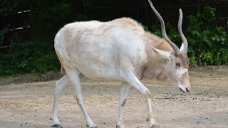 Addax  Quick Facts [upl. by Aehsel]