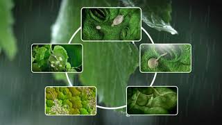 See how Grape Downy Mildew develops [upl. by Tyra]