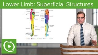 Lower Limb Superficial Structures amp Cutaneous Innervations – Anatomy  Lecturio [upl. by Kwapong]