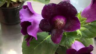 Gloxinia General Care Guide Propagation Fertilization [upl. by Jacques858]