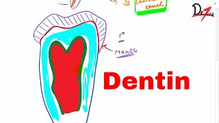 What is Dentin Types of dentin [upl. by Raynard]