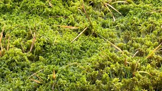 Grow your own Sphagnum moss [upl. by Allcot]