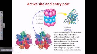 Proteasome and protein degradation [upl. by Nico541]