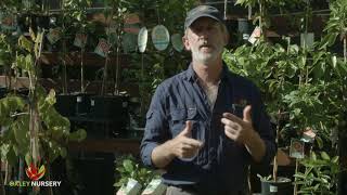 How to Control Pests amp Diseases on Citrus Trees [upl. by Enomor]