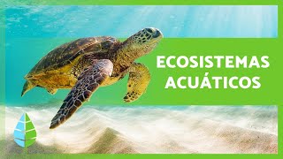 ECOSISTEMAS ACUÁTICOS 🏝️🐠 Características TIPOS y Ejemplos [upl. by Tnahsarp]