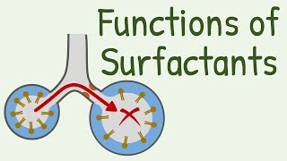 Functions of Surfactants in Alveoli [upl. by Aleil551]