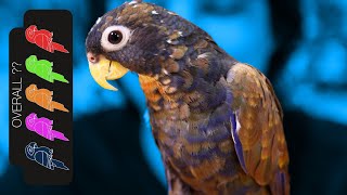 Bronze Wing Pionus The Loyal Lap Dog Parrot [upl. by Eiramlehcar587]