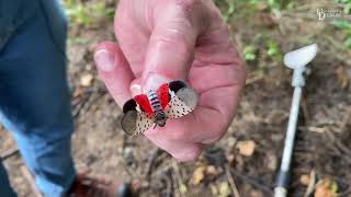 How to destroy Spotted Lanternfly eggs [upl. by Olcott]