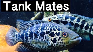 Best Tank Mates for Jaguar Cichlids [upl. by Selfridge649]