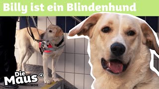 Blindenhund  DieMaus  WDR [upl. by Adnaluoy]