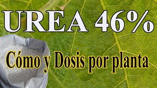 Como usar la UREA en las plantas  Dosis de urea en las plantas [upl. by Anizor]