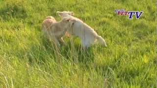 Golden Retriever Informationen zur Rasse [upl. by Aronle]