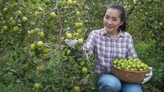 Harvesting Jujube Fruit  Making Jujube Jam amp Pickled Jujube Recipes [upl. by Zetram687]