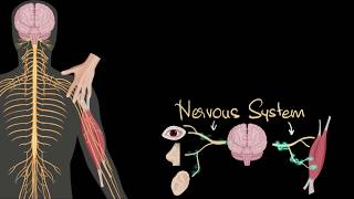 Nervous system central amp peripheral  Control amp Coordination  Biology  Khan Academy [upl. by Divadnoj136]