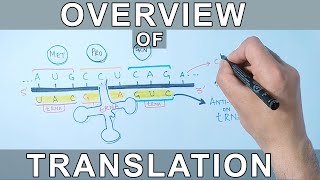 Overview of Translation  Protein Synthesis [upl. by Bywoods653]