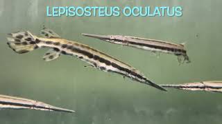 Lepisosteus oculatus [upl. by Anivid319]