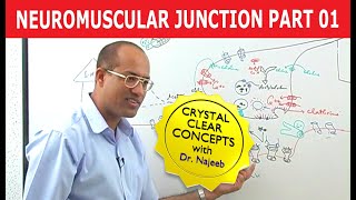 Neuromuscular Junction  Dr Najeeb  Part 12 [upl. by Zetrok]