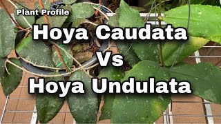 Plant Profile  Hoya Caudata Vs Hoya Undulata EP 80 [upl. by Maffei721]