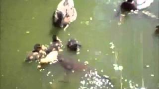 Duckling gets eaten by Catfish [upl. by Wiatt339]