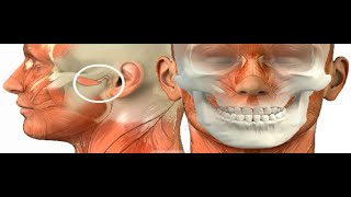 ANATOMIE FMPM L’ARTICULATION TEMPOROMANDIBULAIRE ATM [upl. by Settle]