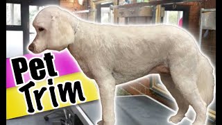 GOLDENDOODLE Pet TRIM Step by Step DETAILED Instructions for the Beginner Groomer [upl. by Notelrac]