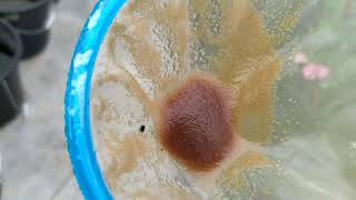 How to culture daphnia moina in a small container Part 1 English Subtitle [upl. by Leasa]