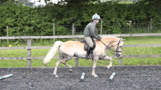 Discover the versatility of the Haflinger  HorseandRider [upl. by Enerual373]