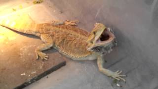 Worlds most aggressive bearded dragon [upl. by Lehcer]