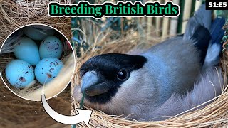 Weaned Chicks amp BULLFINCH EGGS  Breeding British Birds S1E5 [upl. by Ocirderf]