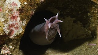 Hagfish slime eels as never seen before [upl. by Toolis]