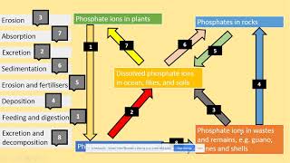 3541 Phosphorus cycle AQA A level Biology [upl. by Evangelia]