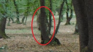 HoiaBaciu  The Worlds Most Haunted Forest Documentary [upl. by Weisbart]