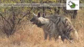 Nocturnal species caught mating Striped Hyena mating [upl. by Atiuqal]