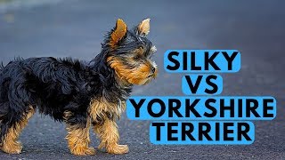 Yorkshire Terrier vs Silky Terrier Difference [upl. by Johna]